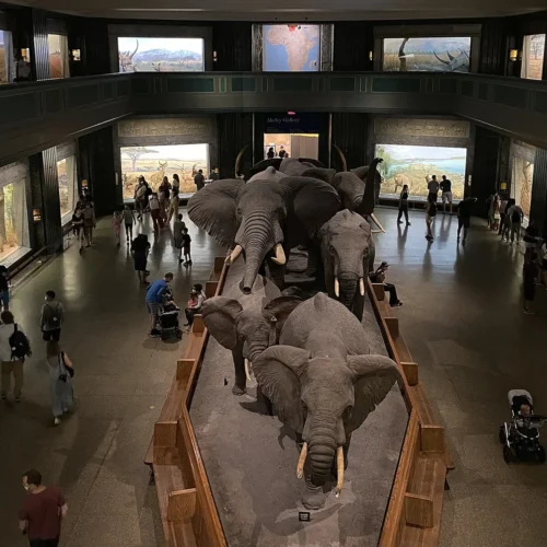 Elephant displays in the American Museum of Natural History in New York.