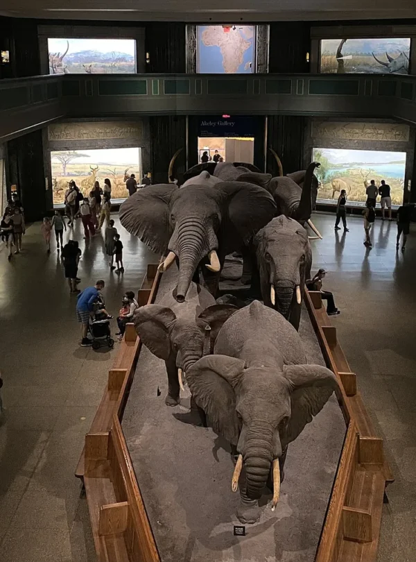 Elephant displays in the American Museum of Natural History in New York.