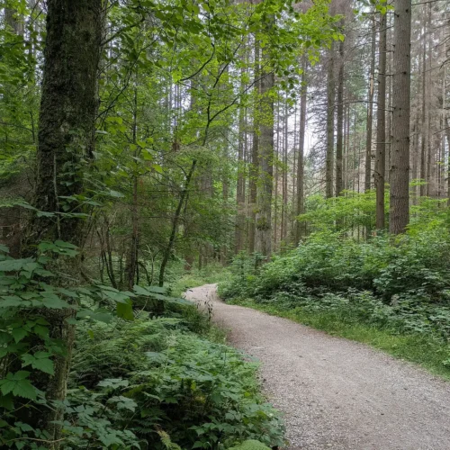 Forest trail surrounded by tall trees in Vancouver’s Stanley Park.