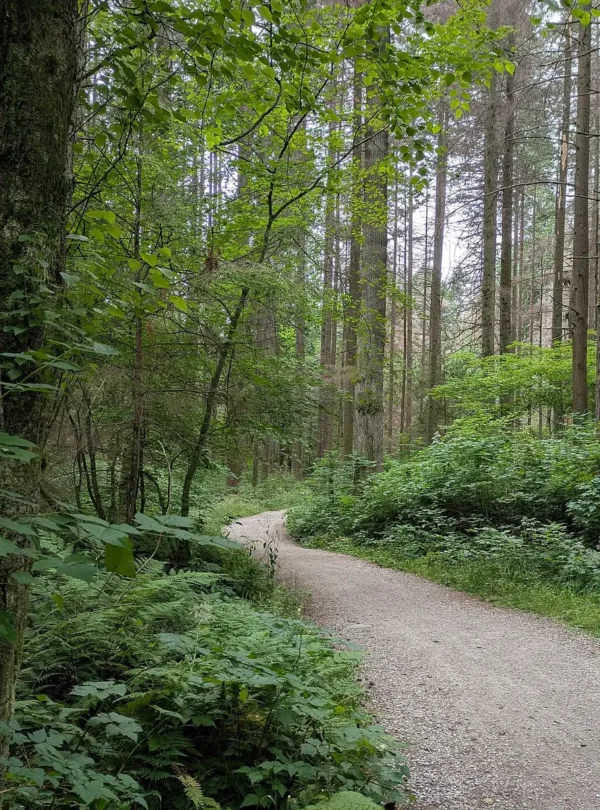 Forest trail surrounded by tall trees in Vancouver’s Stanley Park.